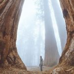General Sherman – The biggest tree in the world