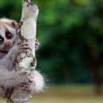 The Cutest Animals That May Soon Be Extinct
