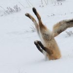 Funny Photos From The 2016 Comedy Wildlife Competition