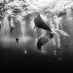 Nature’s Friendly Giants: 5 Incredible Images Of Whales