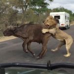 Motorist Captures Incredible Images Of Lion Attack