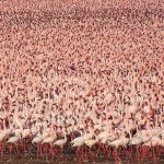 World’s Most Incredible Animal Migrations