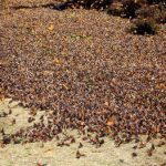 The Stunning Monarch Butterfly Migration