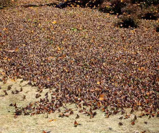 The Stunning Monarch Butterfly Migration