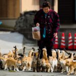 Fanatic About Felines? Why Not Visit ‘Cat Island’ In Japan