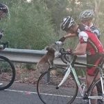 Too Cute: Thirsty Koala Grabs A Drink From Passing Cyclist
